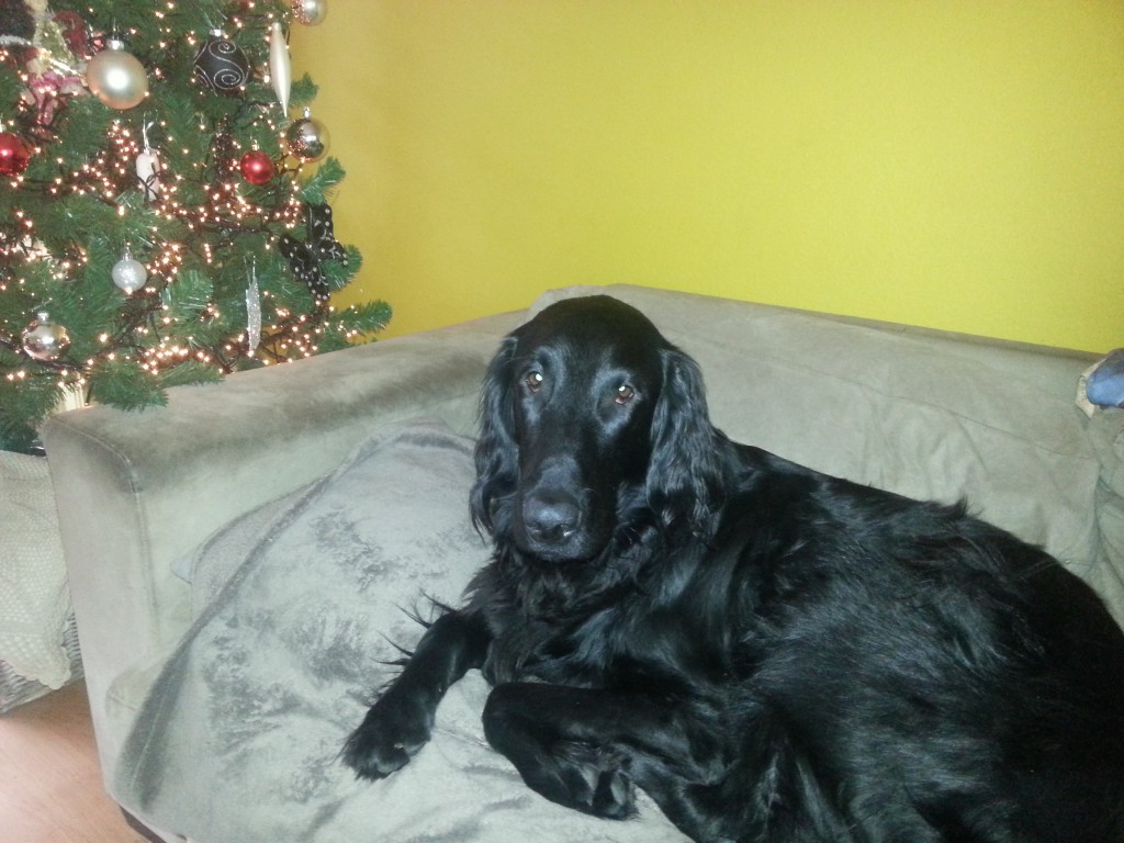 Joep dec. 2014