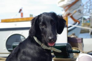 Lola aug 2014 1
