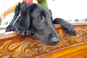 Lola aug 2014 2