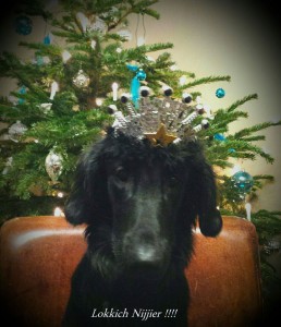 Lola dec 2014